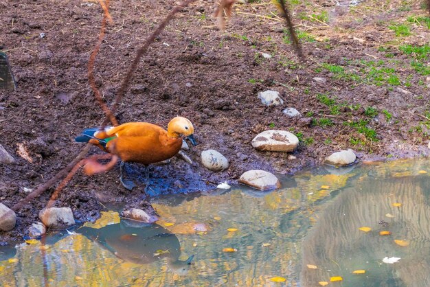 Ruda kaczka Ogar w wodzie w miejskim parku