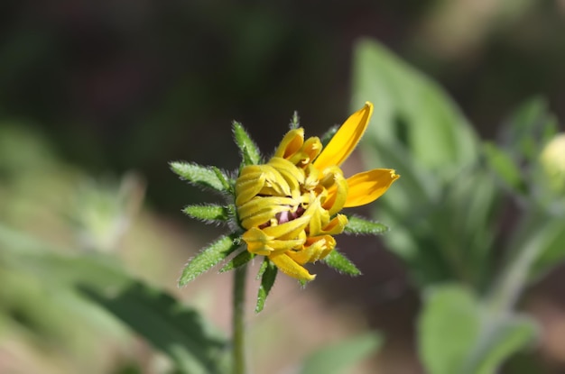 Rudbeckia hirta Blackeyed Susan bud w słońcu Kwiat tła