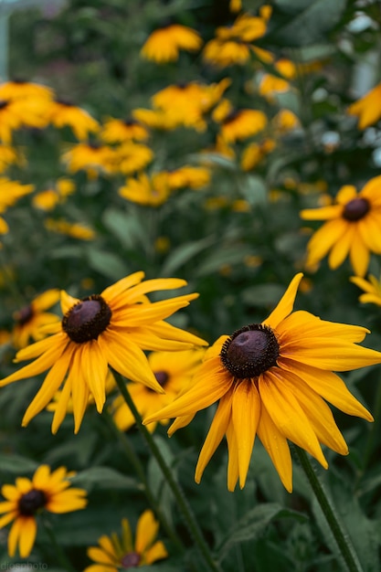 Rudbeckia sadzi Asteraceae żółte i brązowe kwiaty pospolite jeżówki i czarnookie susanki Pozytywne i radosne uczucie na wiosnę dzięki kwiatom