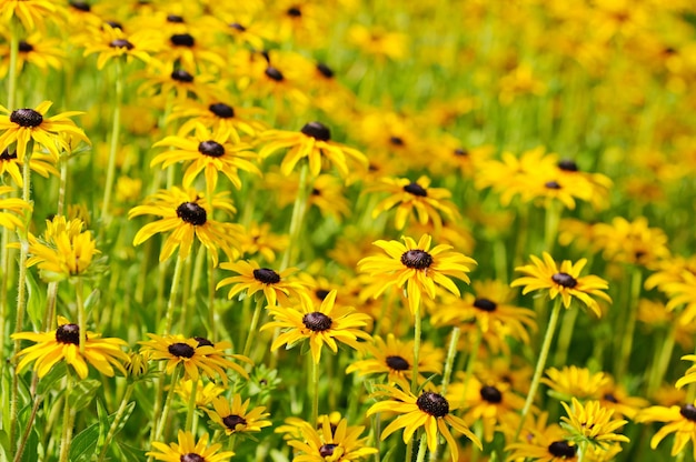 Rudbekia kwiaty pole kwitnące w okresie letnim kwiatowym tle