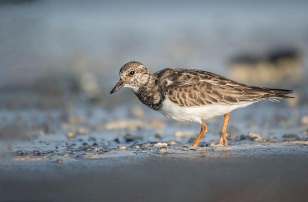 Ruddy Turnstone szuka jedzenia