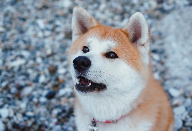 Rudowłosa akita japońska spaceruje po plaży, zbliżenie portret