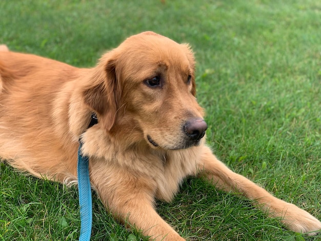 Rudowłosa golden retriever leżąca na trawie i szeroko uśmiechnięta