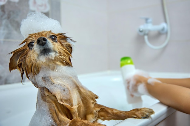 Rudowłosy pies z pianką na głowie pozuje bardzo istotnie podczas kąpieli Właściciel szpica niemieckiego rozlewa dla psa szampon do kąpieli swojego pupila w łazience