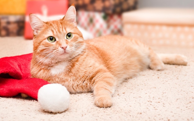 Rudy kot leży na czapce Mikołaja w pobliżu prezentów świątecznych