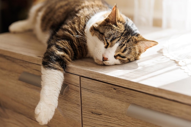 Rudy kot w prążki leżący rano na parapecie w domu Zwierzak relaksujący cieszący się przytulnością