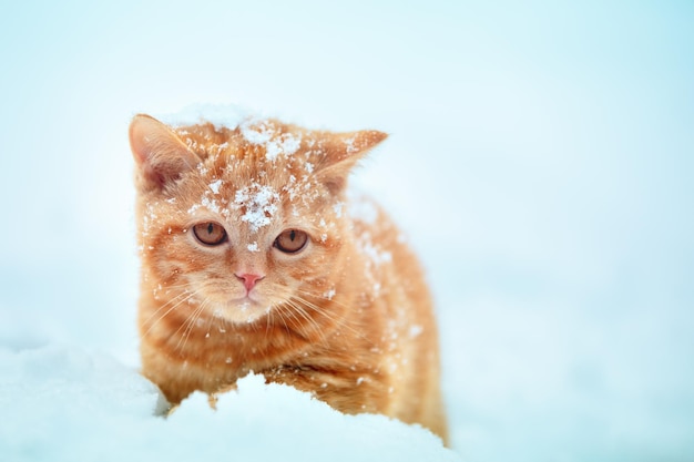Rudy kotek chodzi zimą po śniegu