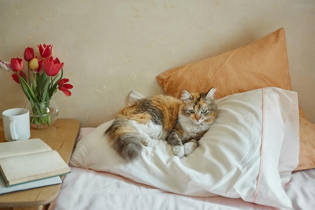 Rudy trójkolorowy kot odpoczywa w łóżku Przytulna koncepcja