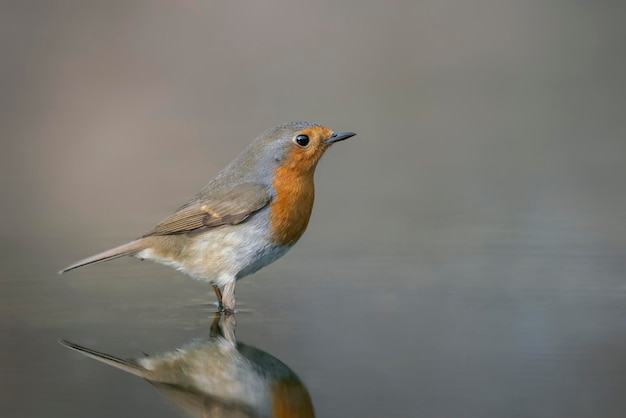 Rudzik (Erithacus rubecula) kąpiący się w lesie