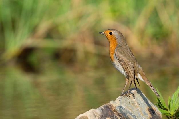 Rudzik europejski Erithacus rubecula Malaga Hiszpania