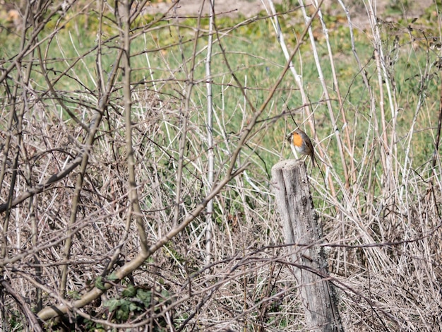 Rudzik europejski Erithacus rubecula spoczywający na ściętej kłodzie z otaczającą roślinnością i bezlistnymi gałęziami drzew liściastych zimą