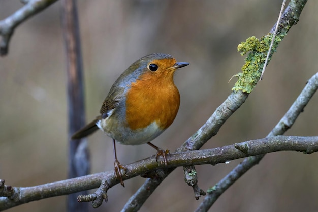 Rudzik europejski Erithacus rubecula