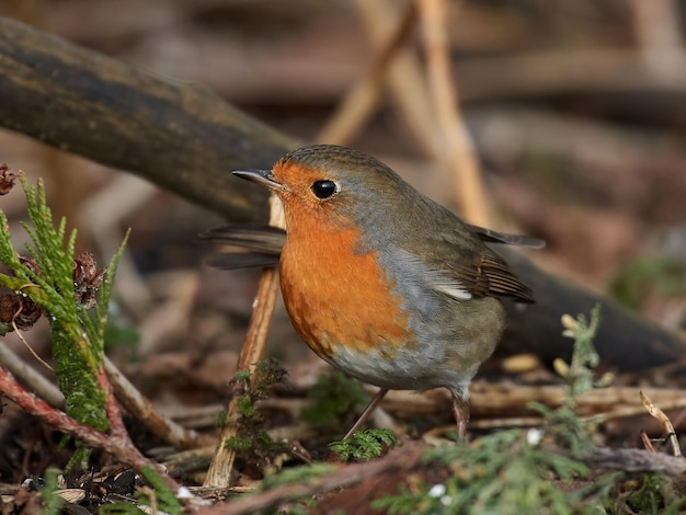 Rudzik europejski Erithacus rubecula