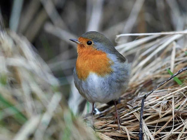 Rudzik Europejski Erithacus Rubecula