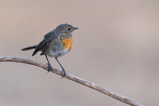 Rudzik pospolity (Erithacus rubecula) Malaga, Hiszpania