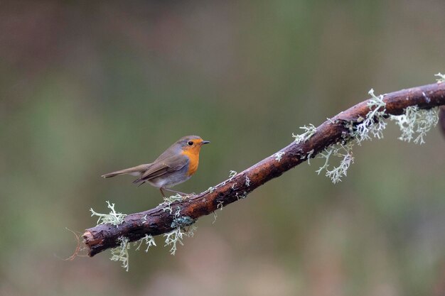 Rudzik pospolity (Erithacus rubecula) Malaga, Hiszpania