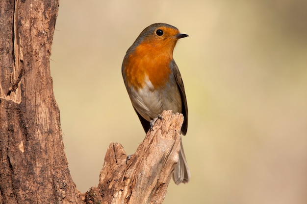 Rudzik, śpiewające ptaki, ptak, wróblowate, Erithacus rubecula