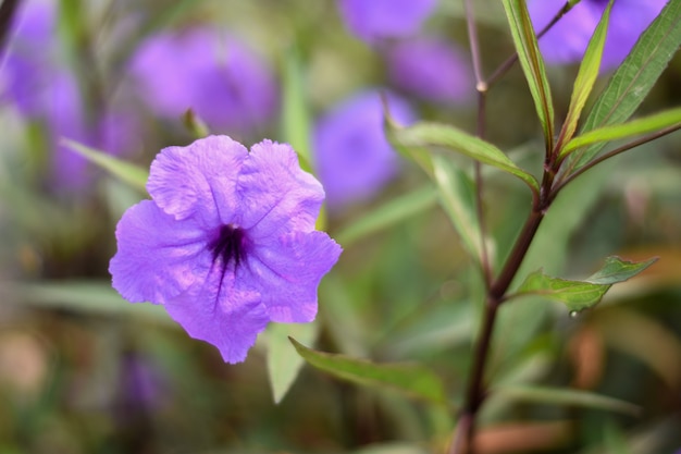 Zdjęcie ruellia tuberosa purpurowi kwiaty z zielenią opuszczają tło, naturalny tło