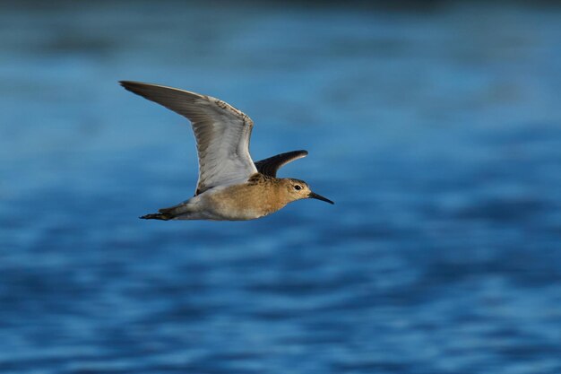 Ruff Calidris pugnax