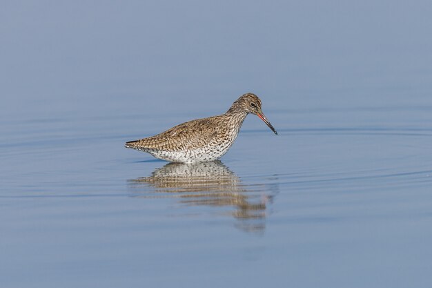 Ruff on a Pond