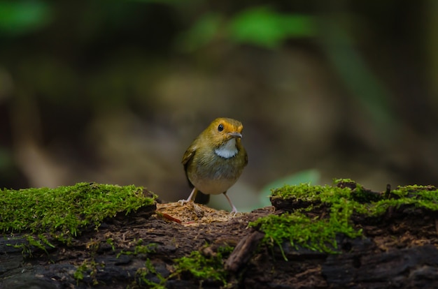 Rufous-browed Flycatcher (Ficedula solitaris) okoń na gałęzi