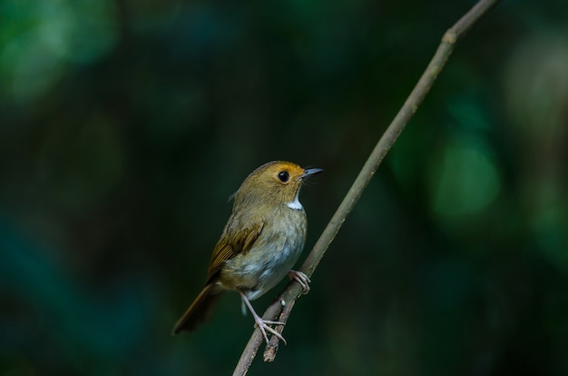 Rufous-browed Flycatcher (Ficedula solitaris) okoń na gałęzi