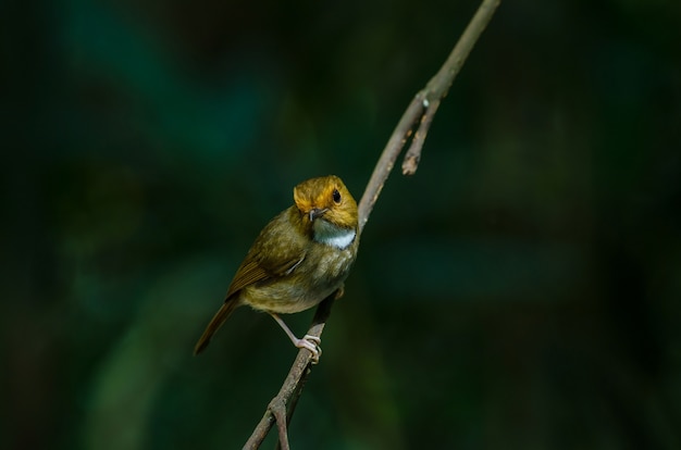 Rufous-browed Flycatcher okoń na gałęzi