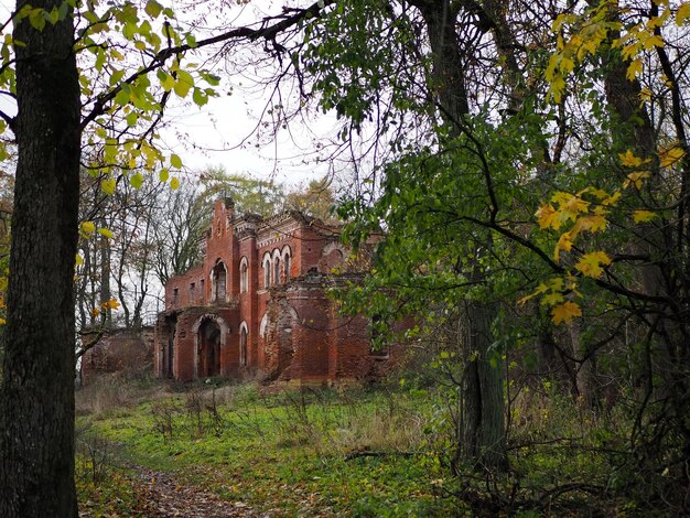 Ruiny starej ceglanej posiadłości baronów Wrangla we wsi Torosovo Volosovsky distr