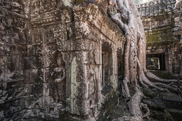 Ruiny starożytnej świątyni Khmerów, przez którą przerastają olbrzymie korzenie drzew Angkor Siem Reap Kambodża