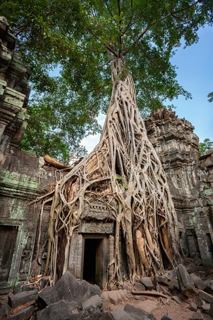 Ruiny Ta Prohm Angkor Wat Kamboda