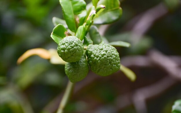 Ruit drzewo cytryna jedzenie liść cytrus natura wapno gałąź rolnictwo liście pomarańcza świeży zdrowy roślina tropikalny zbliżenie ogród organiczny zielony dojrzały orzech naturalny odosobniony zdrowie