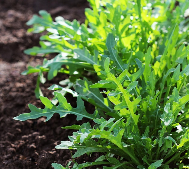 Zdjęcie rukola rosnąca w organicznym ogrodzie warzywnym