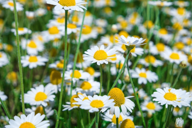 Rumianek stokrotka białe kwiaty na zielonym polu
