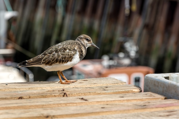 Rumiany Turnstone (arenaria Interpres)