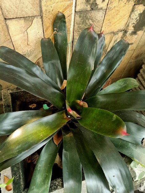 Rumieniąca się roślina bromelii z zielonym liściem i czerwoną plamką