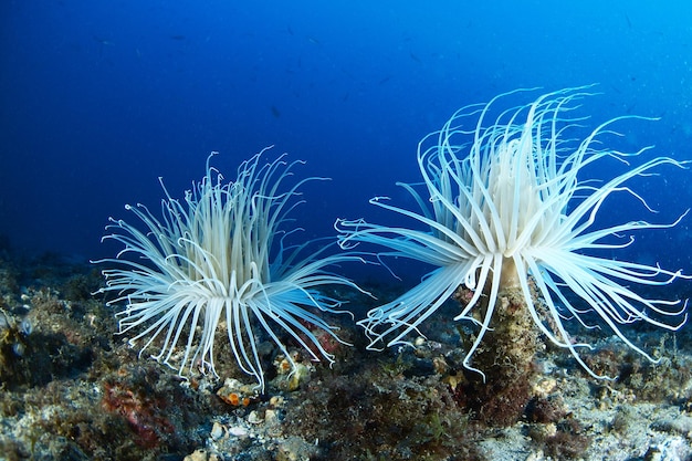 Rurka anemonowa Cerianthus membranaceus na dnie morza