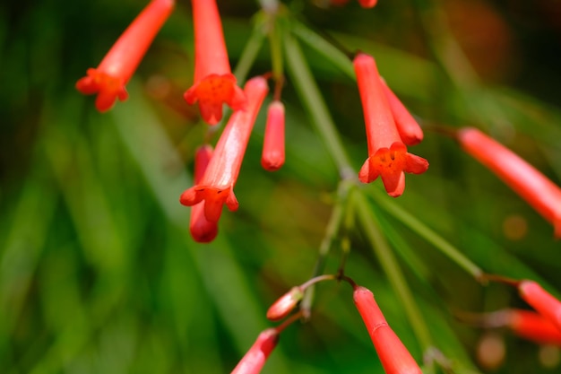 Russelia equisetiformis. krzew fontannowy, roślina petarda, roślina kwitnąca z rodziny plantaginaceae.