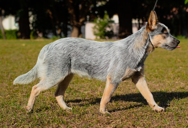 Rustic Heeler Kennel Dog na zewnątrz