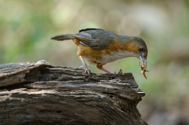 Rusty Cheeked Scimitara Papla Perching Na Oddział