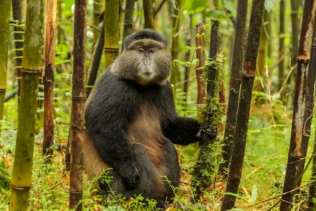 Rwandyjska złota małpa siedzi w środku bambusowego lasu Rwanda