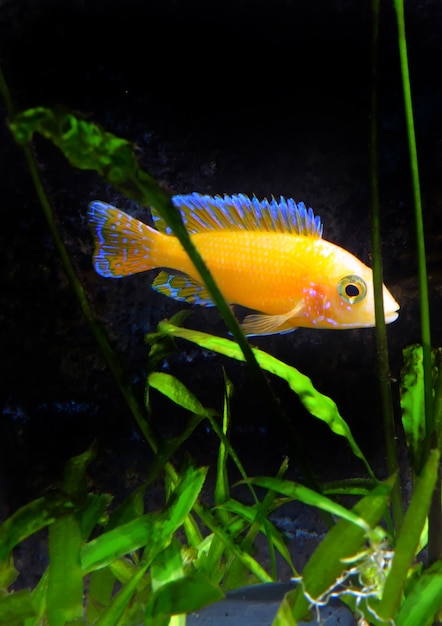 Ryba akwariowa karłowata Cichlid-Aulonocara(Aulonocara sp. Orchidea Red)