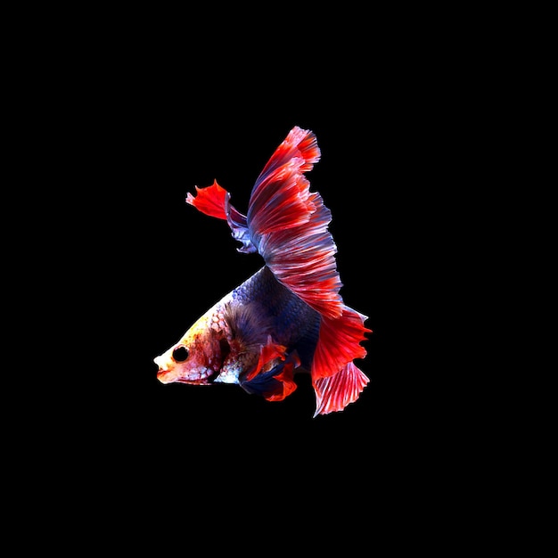 Ryba Betta3