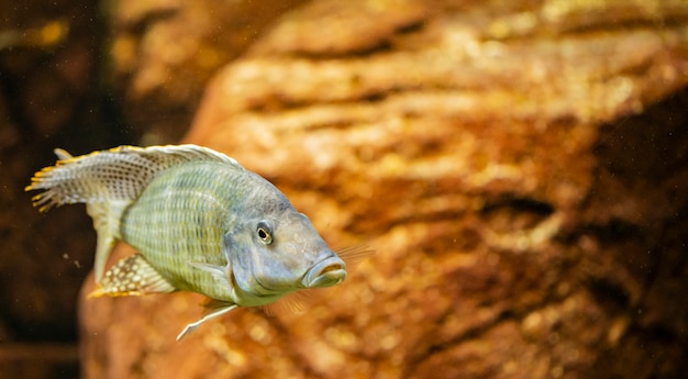 Ryba Cichlid