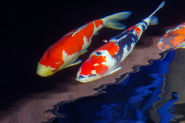 Ryba koi (nishikigoi) w czystym stawie, płytkie skupienie