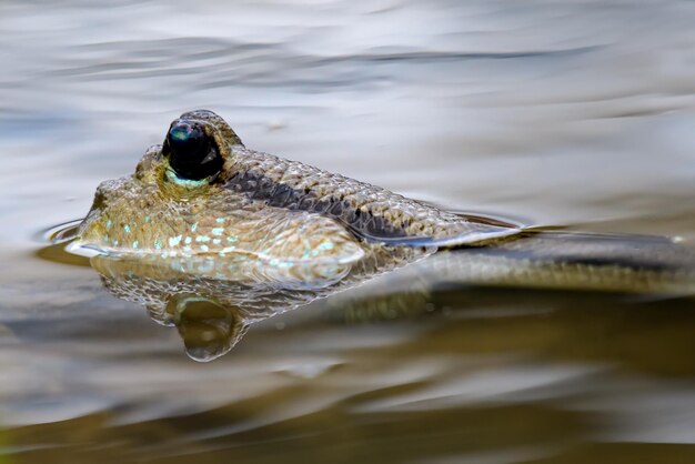 Zdjęcie ryba mudskipper w obszarze morskim mangrove