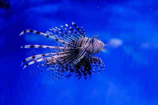 Ryba Pstra Zebra Pterois volitans