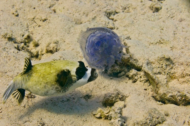 Ryba rozdymkowata jedząca meduzę