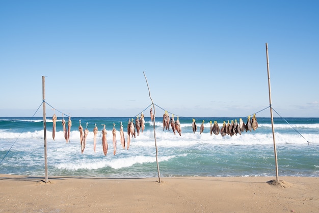 Ryba susząca w morskim wietrze na plaży.