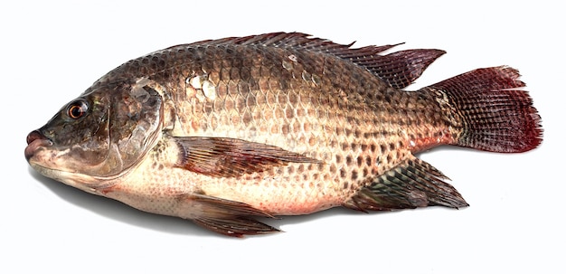 Ryba tilapia, tilapia, ryba słodkowodna, białe tło