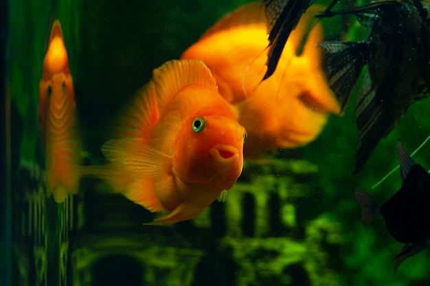 Ryba w akwarium patrzy w kamerę. Ryby akwariowe o nazwie